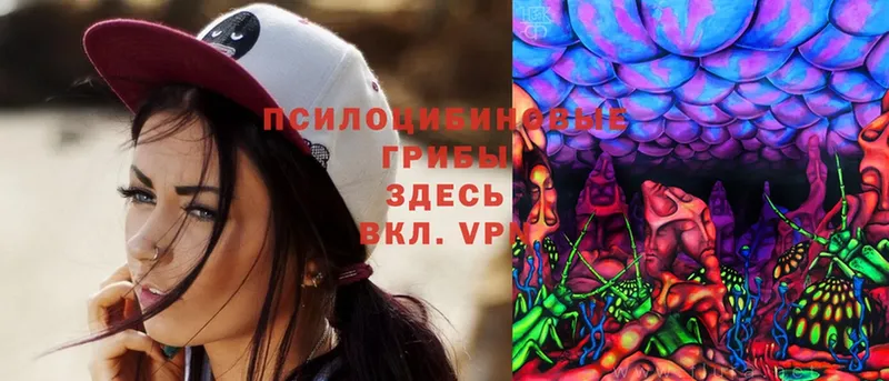 Галлюциногенные грибы Cubensis Куртамыш